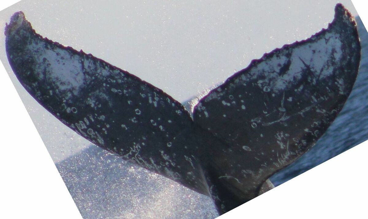 Fluke of HW-MN0521713
