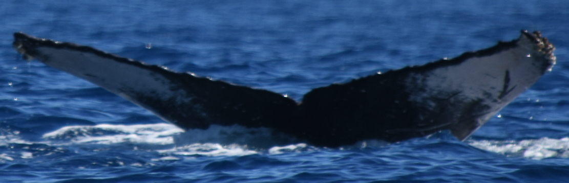 Fluke of HW-MN0521716