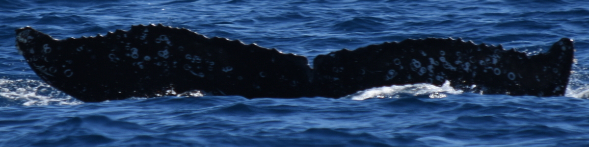 Fluke of HW-MN0521719
