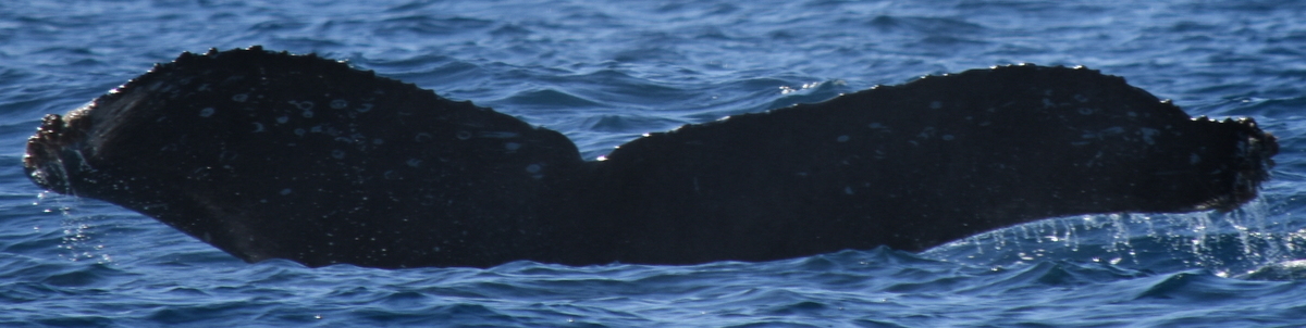 Fluke of CRC-20131