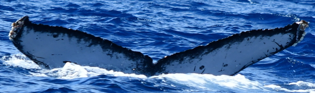 Fluke of CRC-20523