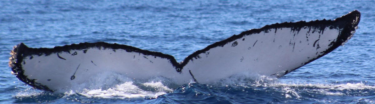 Fluke of BCZ0273
