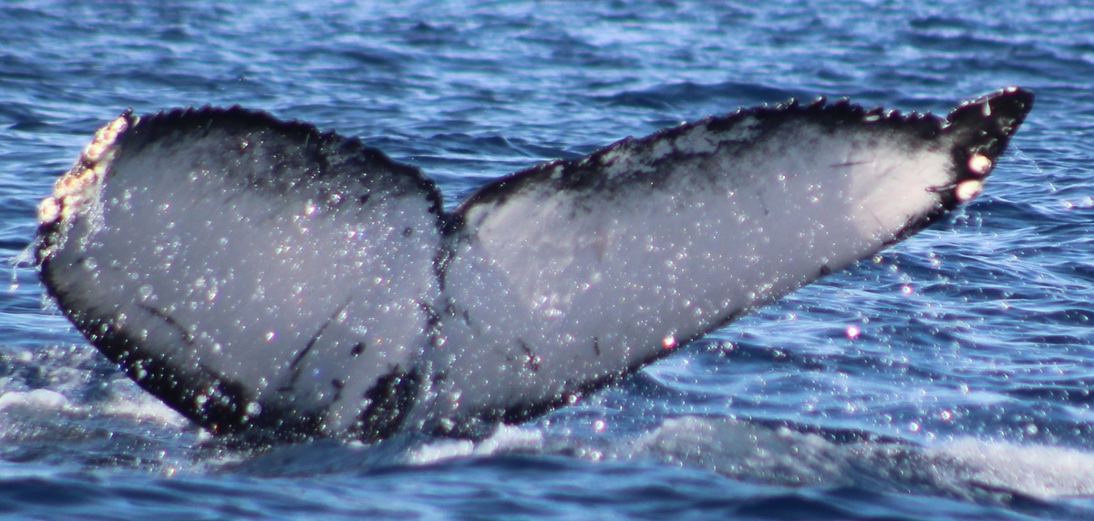 Fluke of CRC-23111