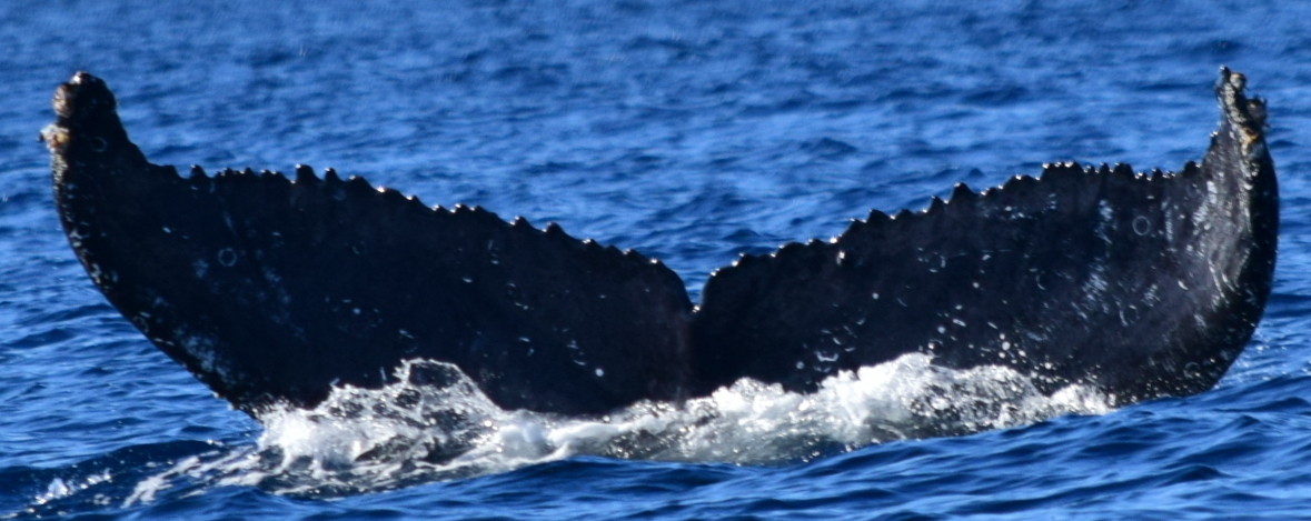 Fluke of HW-MN0521747