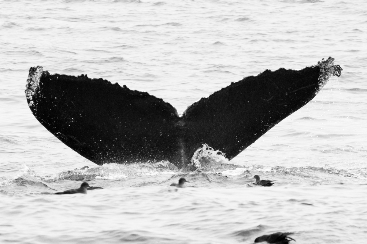 Fluke of CRC-10553