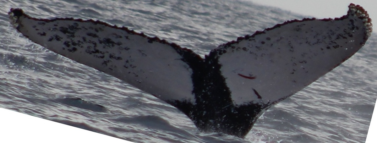 Fluke of HW-MN0521762