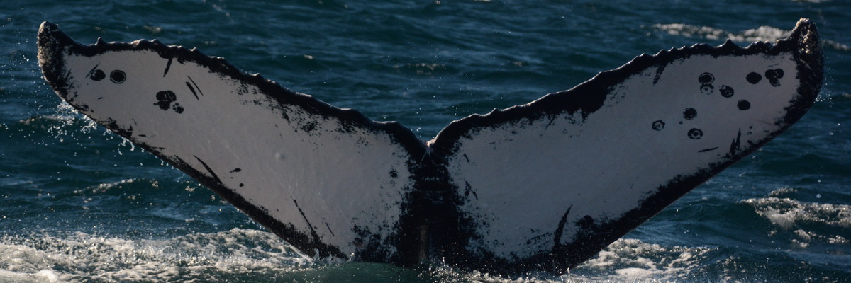 Fluke of HW-MN0521776