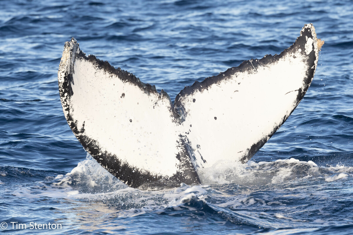 Fluke of FIBB-1BB200