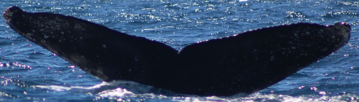 Fluke of HW-MN0521793