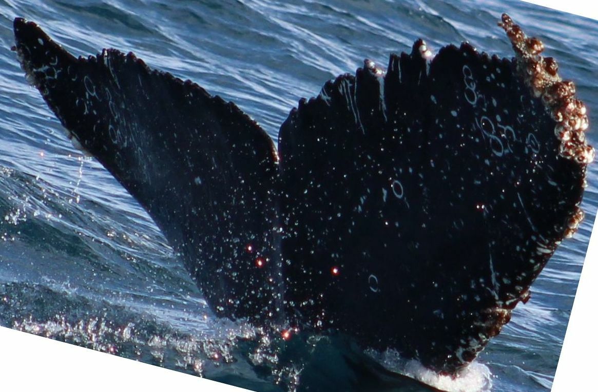 Fluke of HW-MN0521800
