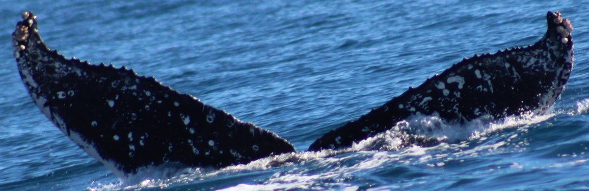 Fluke of HW-MN0521803