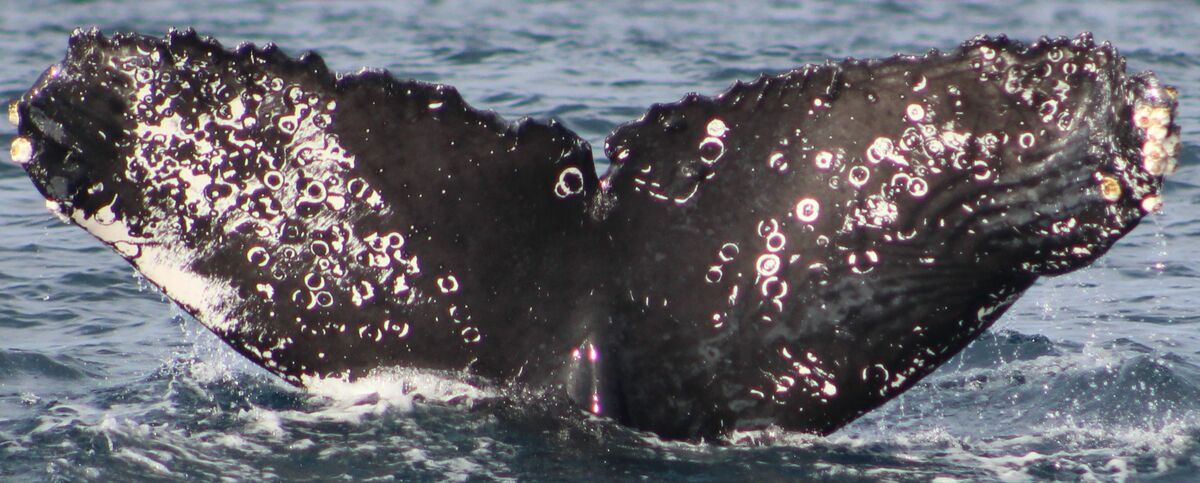 Fluke of HW-MN0521805