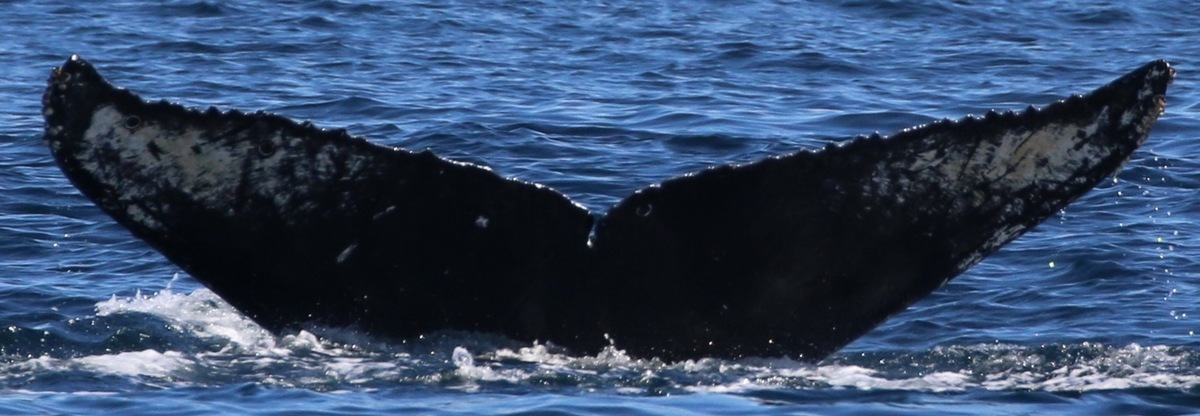 Fluke of Frodo (Salish Sea)