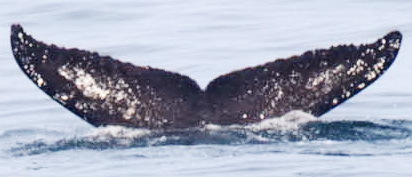 Fluke of HW-MN0310037
