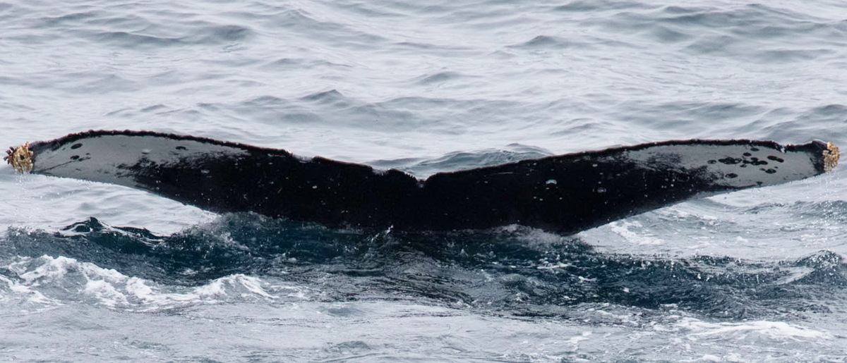 Fluke of HW-MN0310034