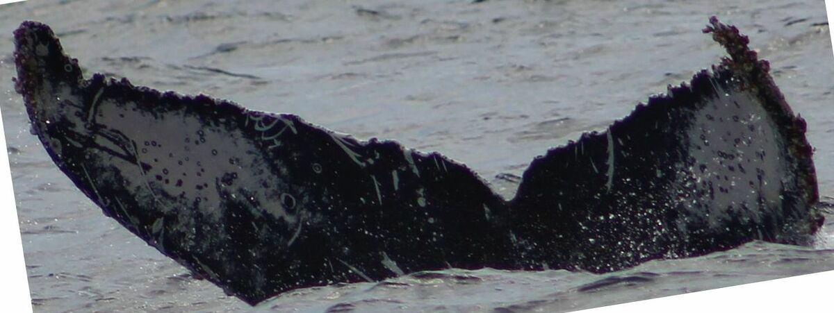 Fluke of HW-MN0521813