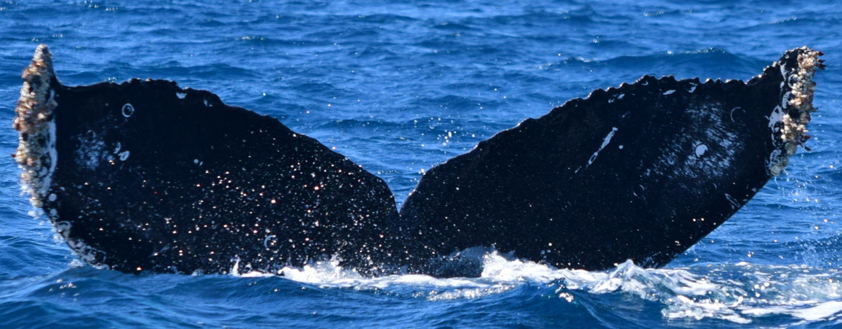 Fluke of CRC-18538
