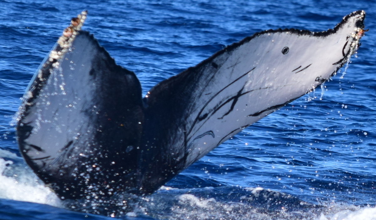 Fluke of HW-MN0521821