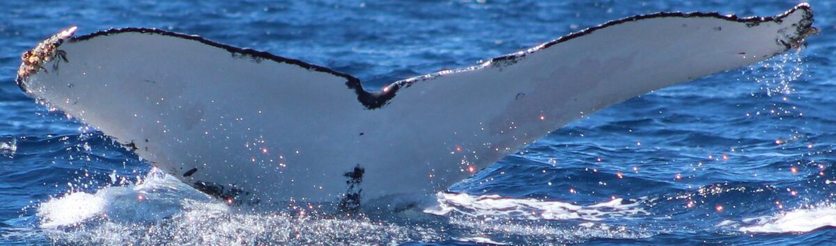 Fluke of CRC-21313