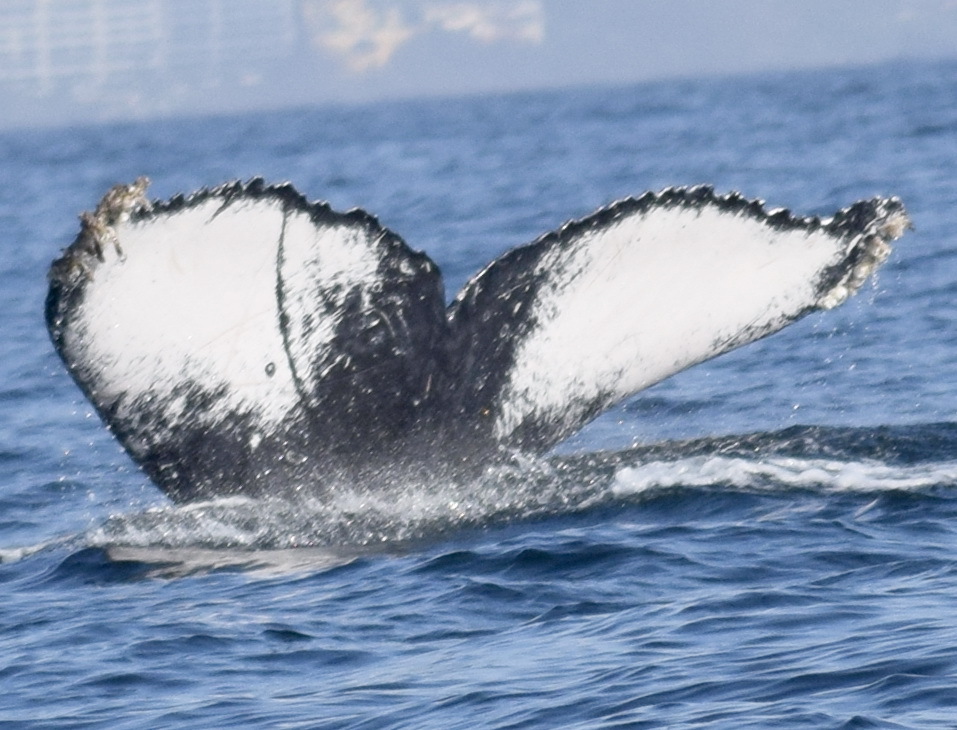 Fluke of HW-MN0521831