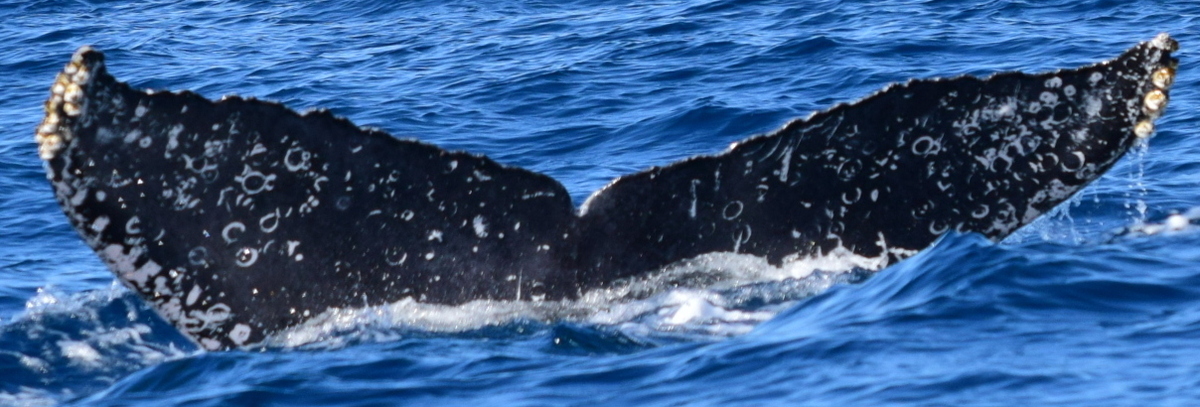Fluke of HW-MN0521835