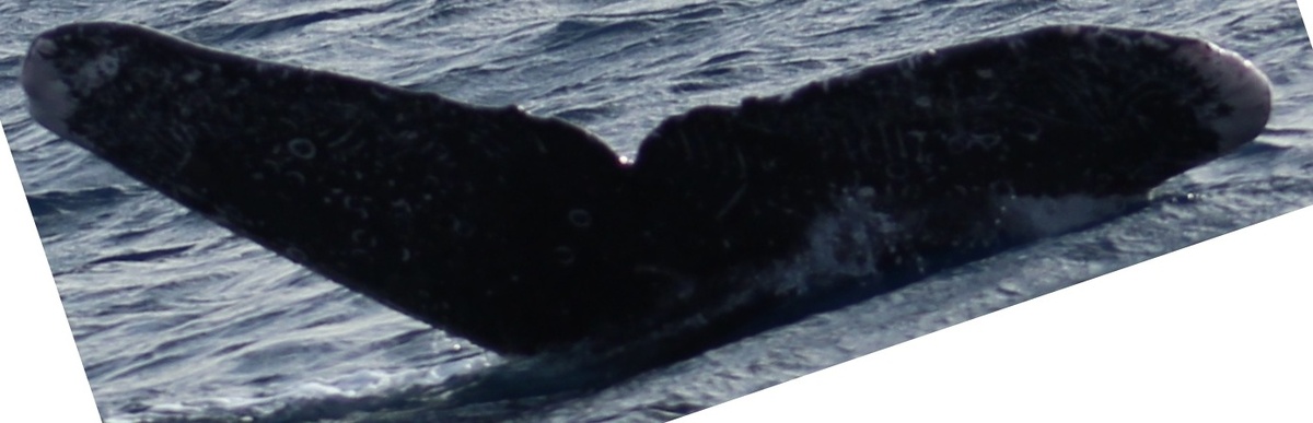Fluke of Ruka (California)
