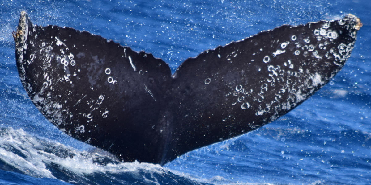 Fluke of HW-MN0521846