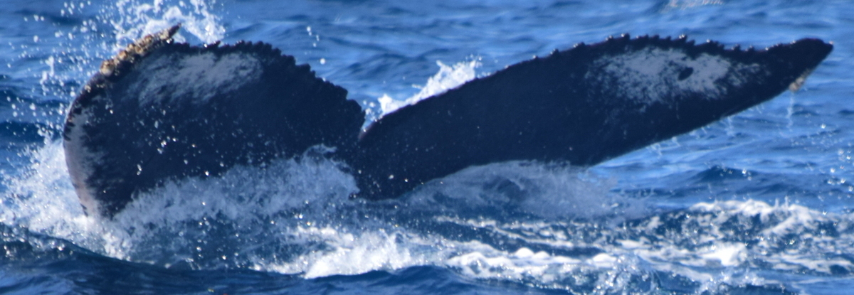 Fluke of HW-MN0521848