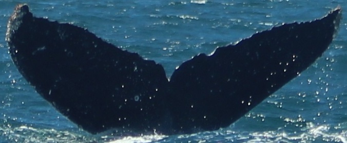 Fluke of HW-MN0521868