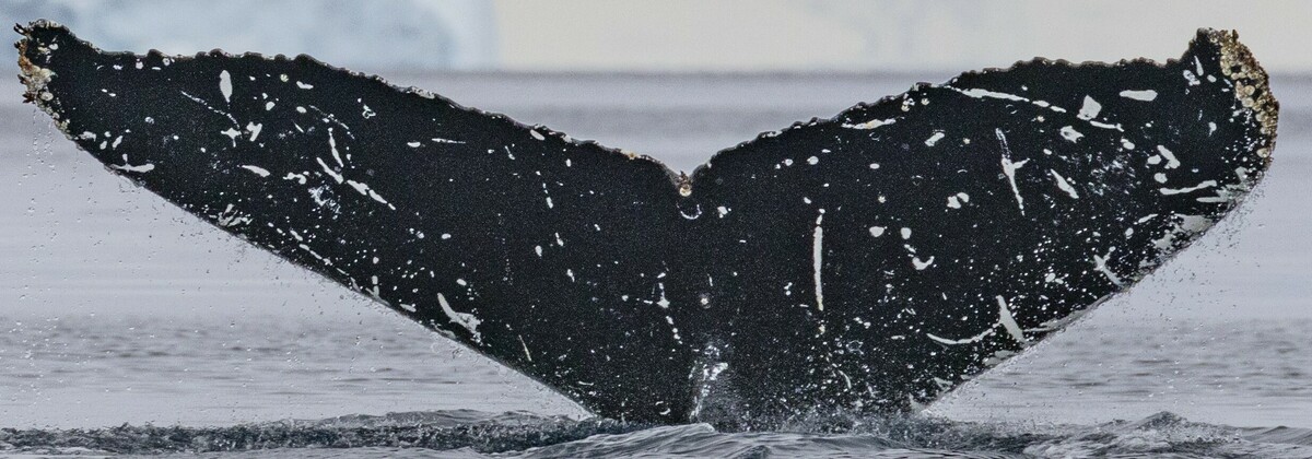 Fluke of Sonova (Antarctica)