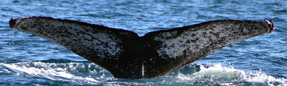 Fluke of HW-MN0521882