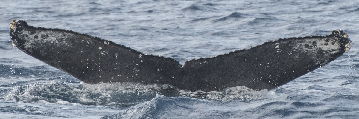 Fluke of HW-MN0521889