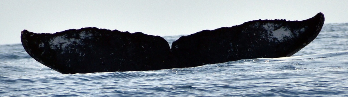 Fluke of hermit (RCHP)