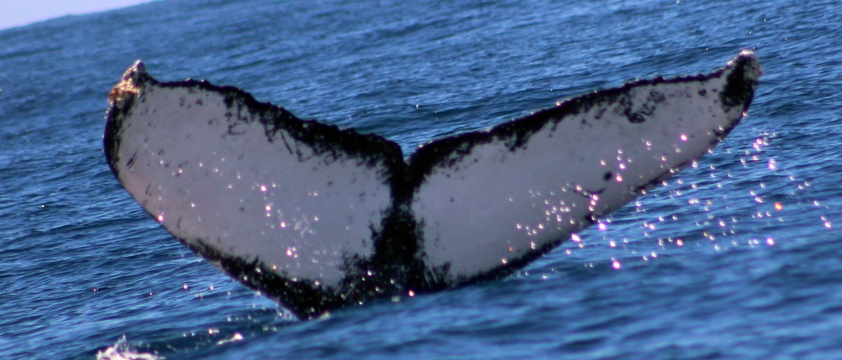 Fluke of HW-MN0521895