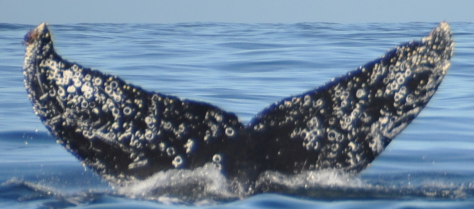Fluke of HW-MN0521901