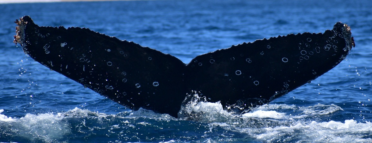 Fluke of HW-MN0521903