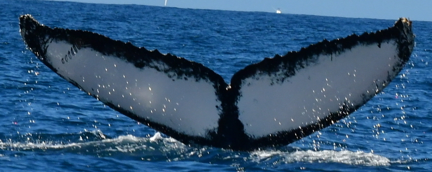 Fluke of HW-MN0521904