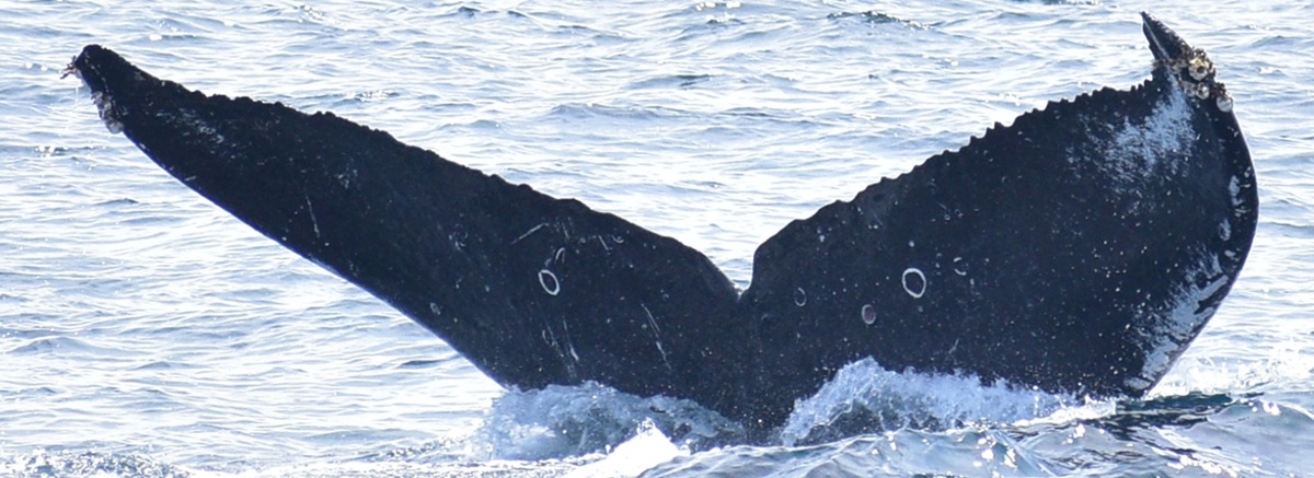 Fluke of HW-MN0521908
