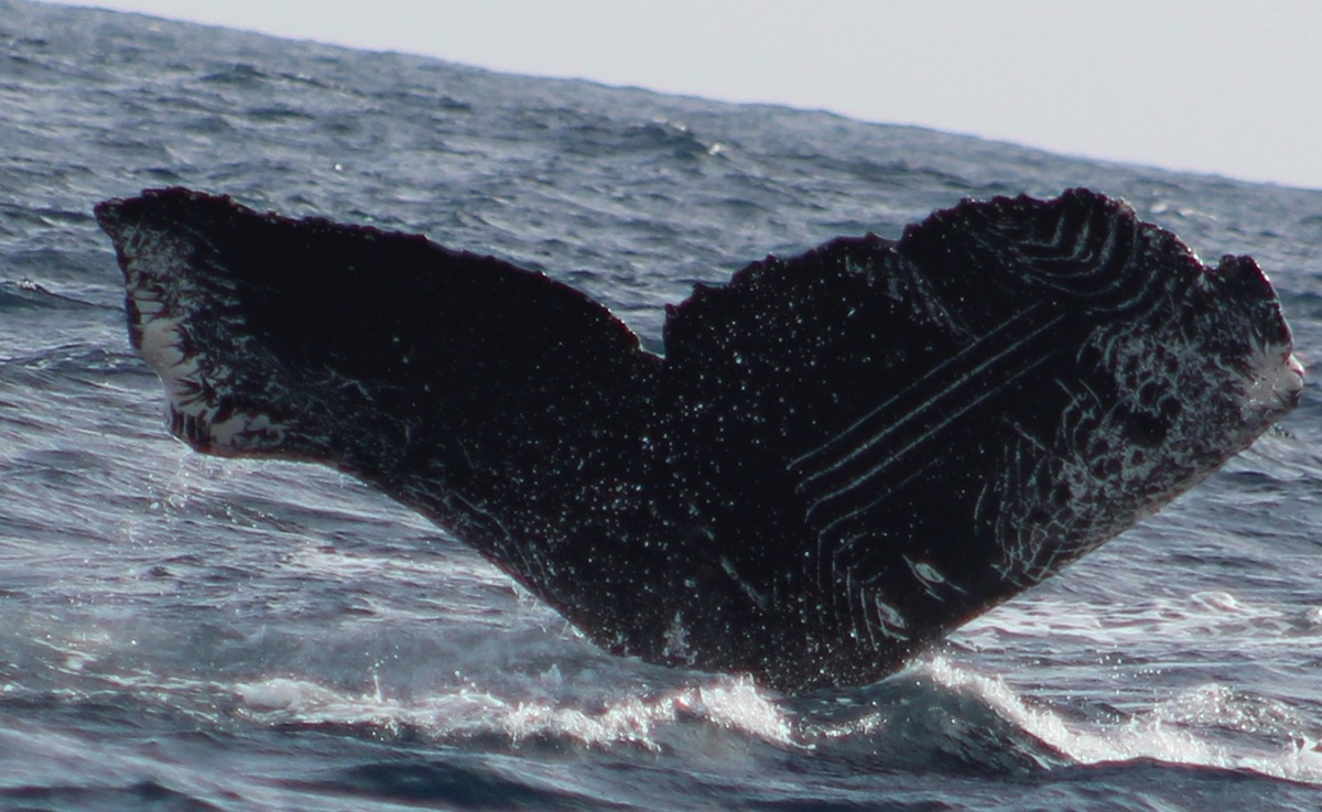 Fluke of HW-MN0521909