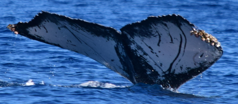 Fluke of CRC-22222