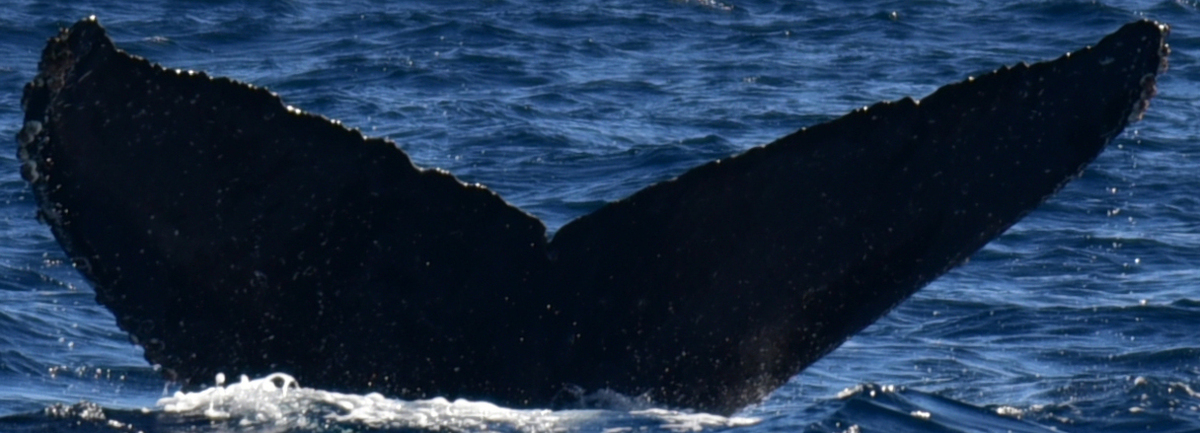 Fluke of HW-MN0521943