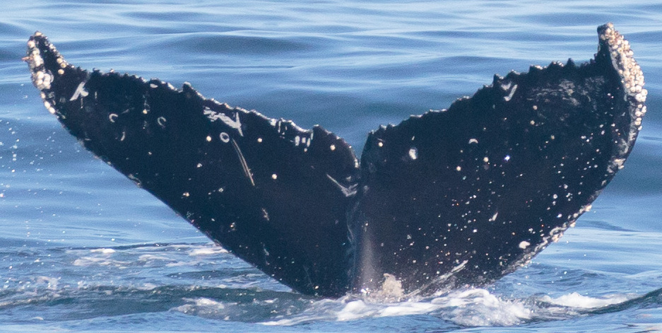 Fluke of CRC-20525