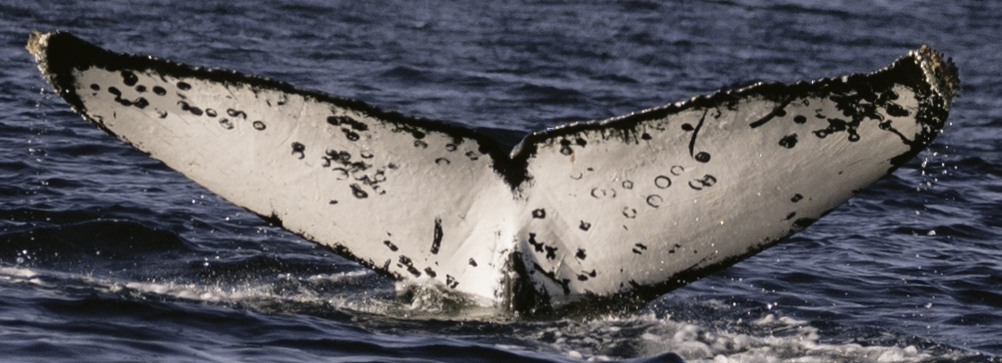 Fluke of CRC-20346