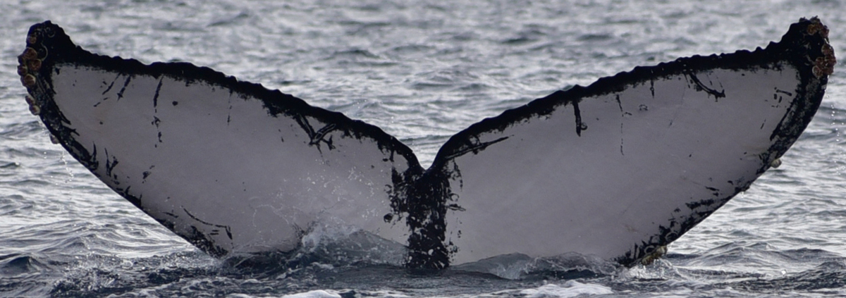 Fluke of CRC-23105