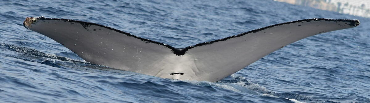 Fluke of CRC-20127