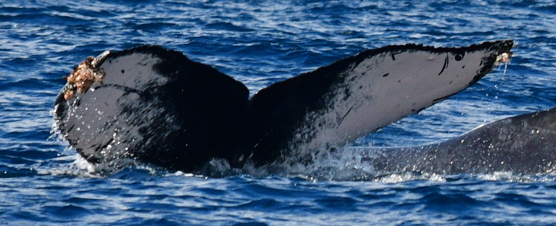 Fluke of HW-MN0521968