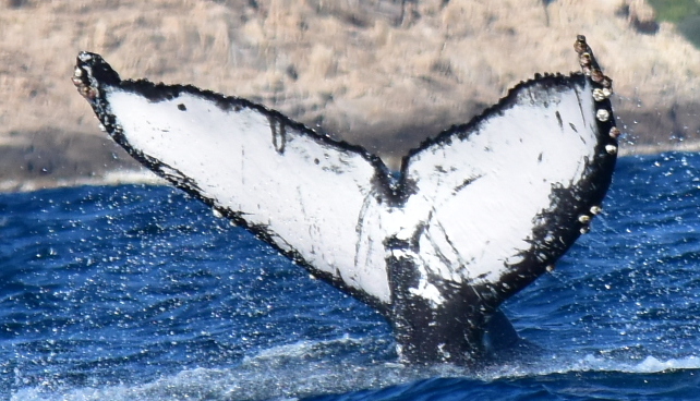 Fluke of CRC-20527