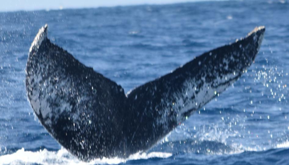 Fluke of Snowy Alex (California)