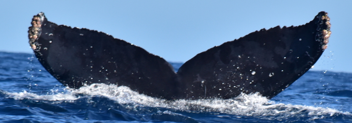 Fluke of CRC-20345