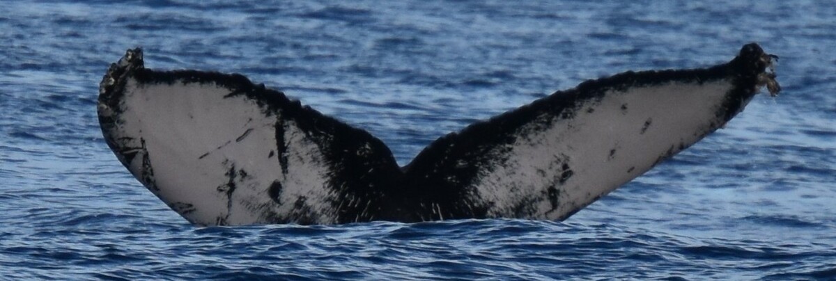 Fluke of HW-MN0521986